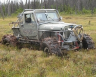 Swamp Donkey
